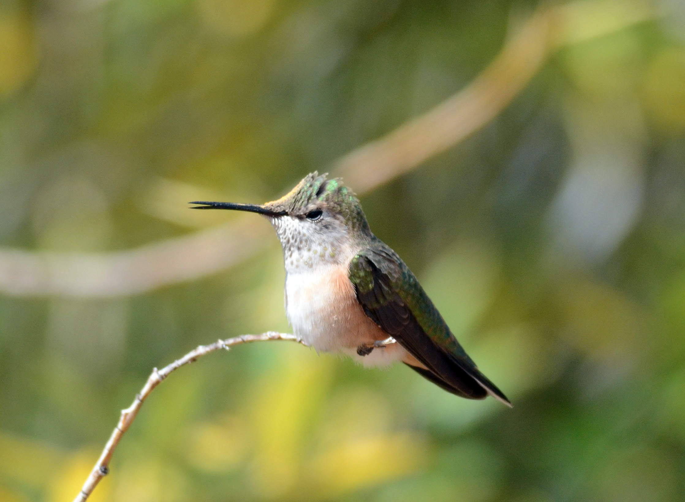 hummingbird